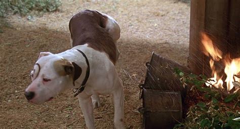 What Was The Dogs Name On Little Rascals. by Arna Bee March 6, 2021. The dog’s name on Little Rascals was Petey. He was a Pit Bull and was owned by the club’s leader Alfalfa. Petey was a loyal and protective dog who was always by Alfalfa’s side. He was also a bit of a troublemaker and was known for getting into mischief.